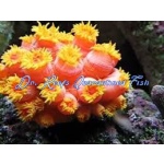 Sun Polyp (Orange/Yellow) Tubastrea Faulkneri