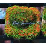 Montipora - Sunset