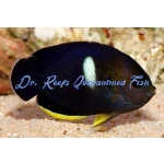 Tibicen Keyhole Angelfish