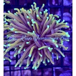 Torch - Golden Sunset (Per Head)