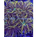 Torch - Green Center Gold (Per Head)