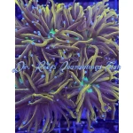 Torch - Green Center Gold (Per Head)