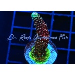 Acropora - Tricolor Millepora