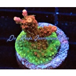 Acropora - Voodoo Majick