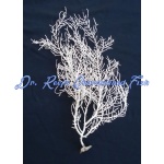 White Fan Gorgonian