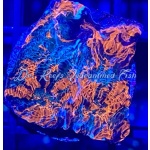 Chalice - Worlds Collide