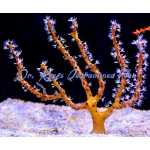 Yellow Finger Gorgonian