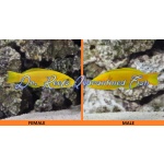 Banana Wrasse (Male)