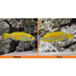 Banana Wrasse (Male)