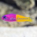 Bicolor Dottyback