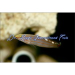 Court Jester Goby (Captive Bred)