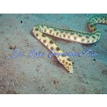 Gold Spotted Snake Eel