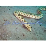 Gold Spotted Snake Eel