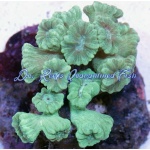 Mint Green CandyCane Coral Frag