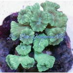 Mint Green CandyCane Coral Frag