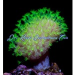 Mountain Dew Toadstool