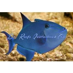 Niger Triggerfish