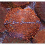 Mushroom - Orange Bullseye