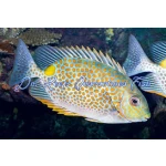 Orange Spot Rabbitfish