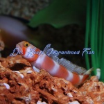 Pinkbar Goby