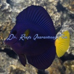 Purple Tang (Red Sea)