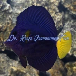 Purple Tang (Red Sea)