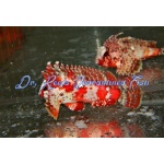 Pygmy Red Rooster Waspfish