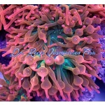 Watermelon Bubble Tip Anemone