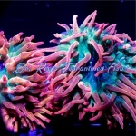 Acid Wash Rainbow Bubbletip Anemone