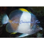 Black Pyramid Butterflyfish
