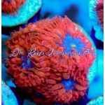 Blastomussa - Blue Raven Merletti