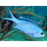Reef Blue Chromis