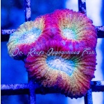 Dipsastraea -Charizard