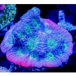 Favia - Day Glo