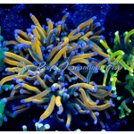 Torch - Dragon Tamer