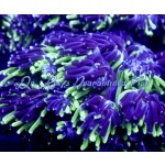 Galaxea - Sonic the Hedgehog