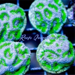 Goniastrea - Gumball Maze