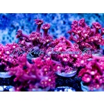 Goniopora - Dragons Breath