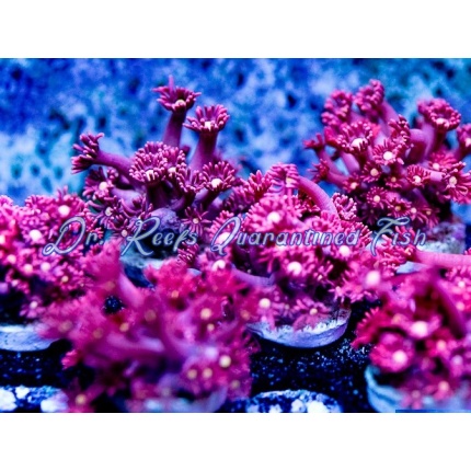 VA Gumball Goniastrea Maze – Violet Aquarium