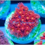 Goniopora - Red/Orange
