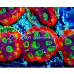 Favia - Gummy Bears