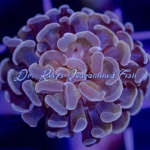 Hammer - Branch Ultra (Per Head)