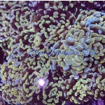 Hammer - Branch Ultra Gold