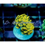 Hammer - Gold Ultra Grade