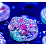 Micromussa - Majestic