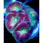 Dipsastraea -Honeybell