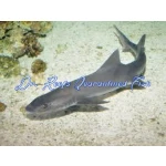 Smooth Hound Shark