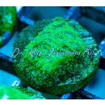 Leptastrea - Green