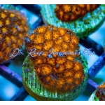 Leptastrea - Orange