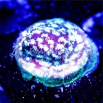 Lepto - Freeze Factor